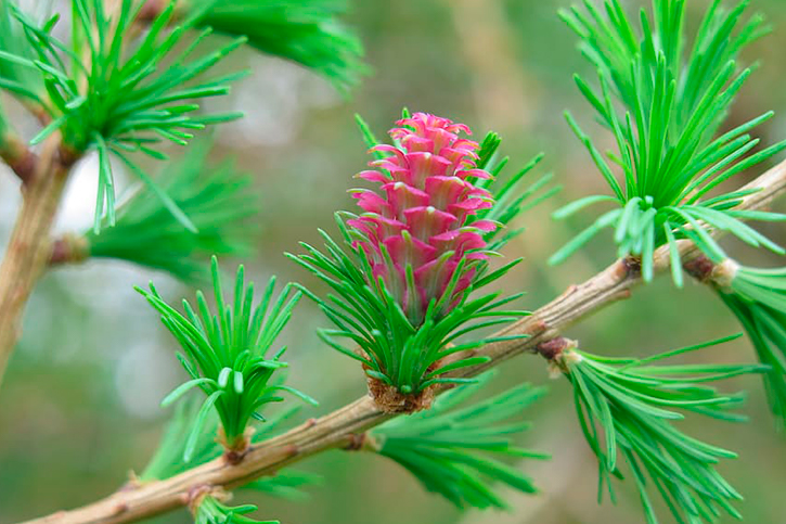 SIBERIAN LARCH EXTRACT(European Beech)