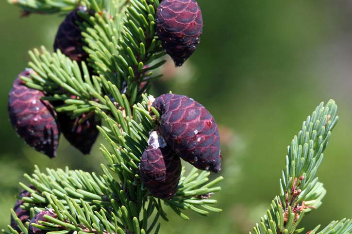 ACEITE ESENCIAL DE PICEA NEGRA (Black Spruce Essential Oil)