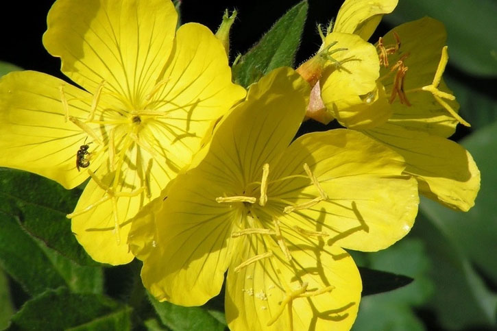 ACEITE DE ONAGRA (Evening primrose Oil)