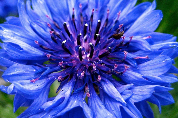 CORNFLOWER WATER