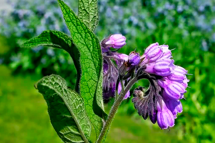 COMFREY EXTRACT 