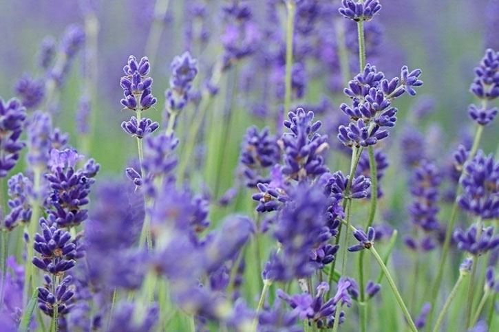 ACEITE ESENCIAL DE LAVANDA ECOLÓGICO (Lavender Essential oil)