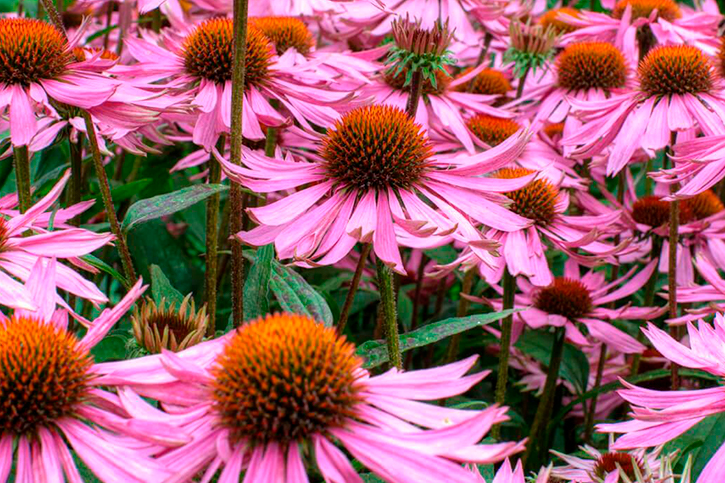 ECHINACEA EXTRACT 