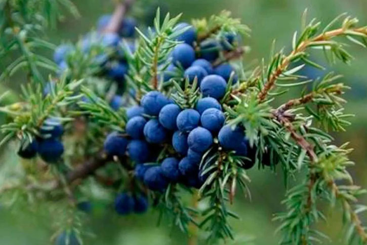 ACEITE ESENCIAL DE ENEBRO (Juniper Essential Oil)