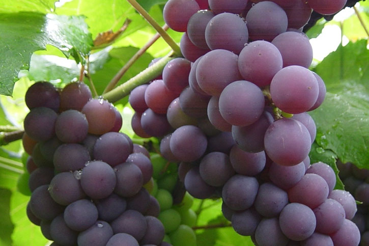 RESVERATROL (Resveratrol)