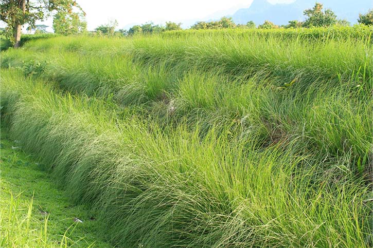 VETIVER ESSENTIAL OIL