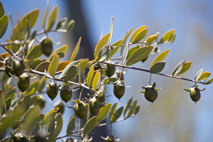 ÉSTERES DE JOJOBA (Jojoba Esters)