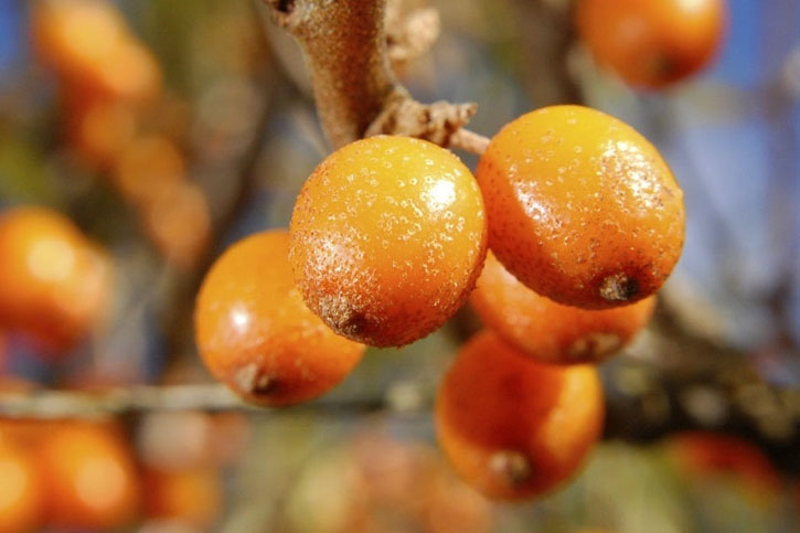 ACEITE DE ESPINO AMARILLO (Sea Buckthorn Oil)