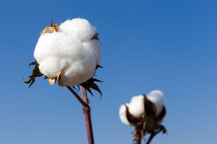 ARABIAN COTTON EXTRACT (Arabian Cotton)