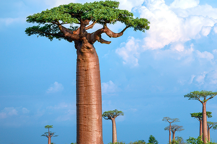 BAOBAB OIL