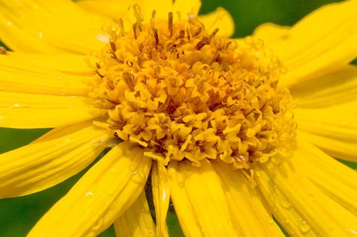 ACEITE DE ÁRNICA (Arnica Oil)