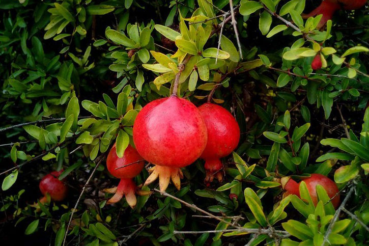 POMEGRANATE CARBOHYDRATES