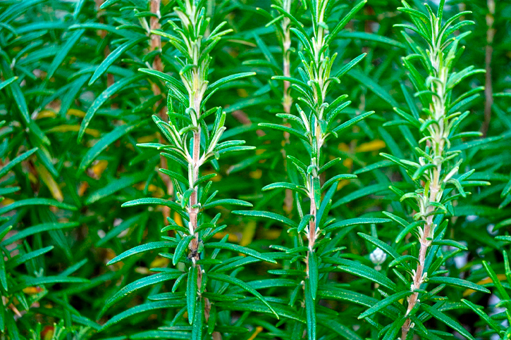 ROSEMARY ESSENTIAL OIL