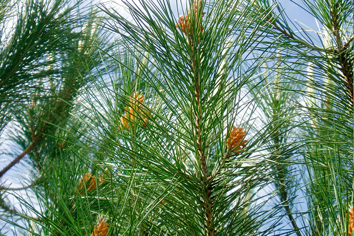 PINE TREE ESSENTIAL OIL