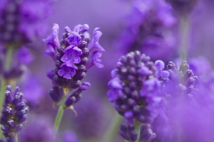 SPIKE LAVENDER ESSENTIAL OIL