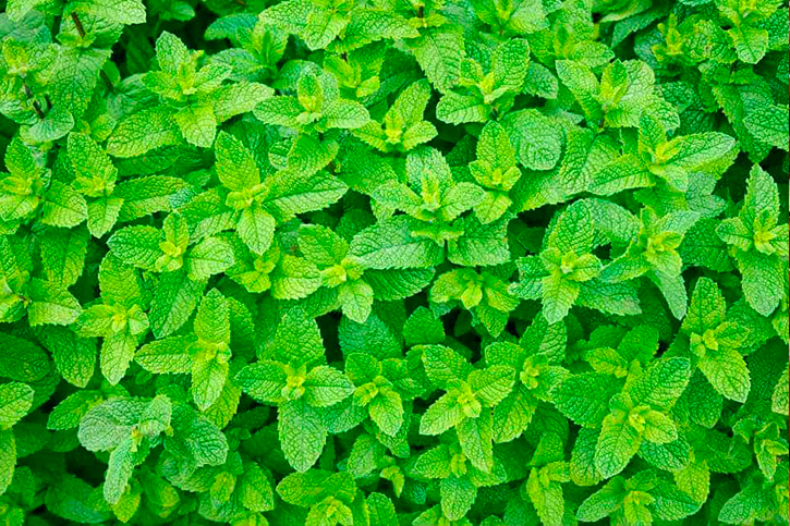 ACEITE ESENCIAL DE MENTA (Mint Essential Oil)