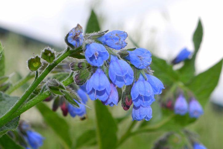 ALLANTOIN (Comfrey Root)