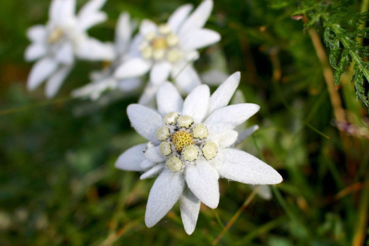EDELWEISS FLOWER EXTRACT