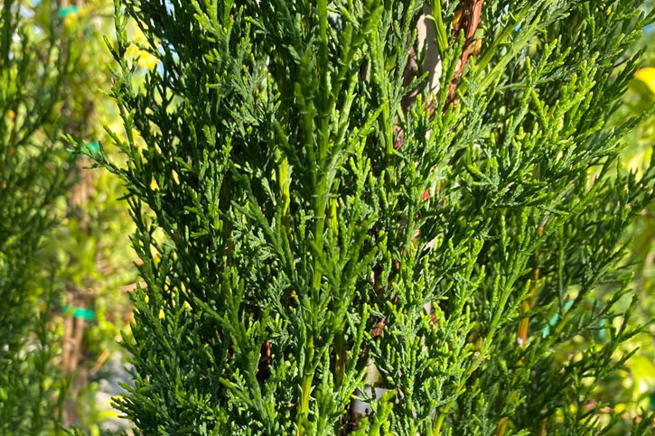 ACEITE ESENCIAL DE CIPRÉS (Cypress Essential Oil)