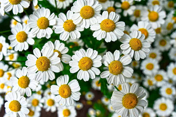 CHAMOMILE ESSENTIAL OIL