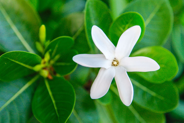 TAHITIAN MONOI BUTTER