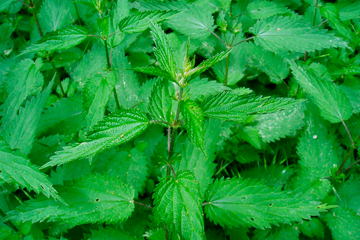 NETTLE POWDER (Common)