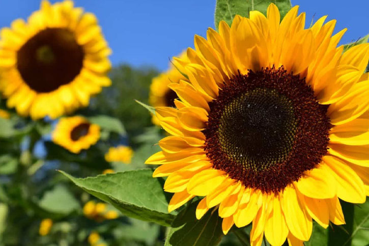 ACEITE DE GIRASOL ECOLÓGICO (Sunflower oil)