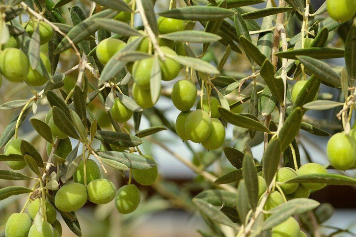 ACEITE DE OLIVA ECOLÓGICO (Olea europaea Fruit Oil)