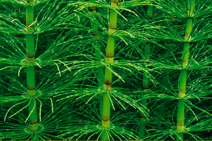 HORSETAIL EXTRACT