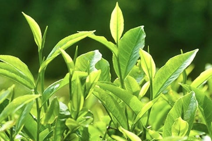 EXTRACTO DE TÉ VERDE (Green Tea Extract)