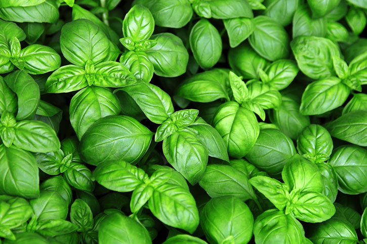 ACEITE ESENCIAL DE ALBAHACA (Basil Essential Oil)