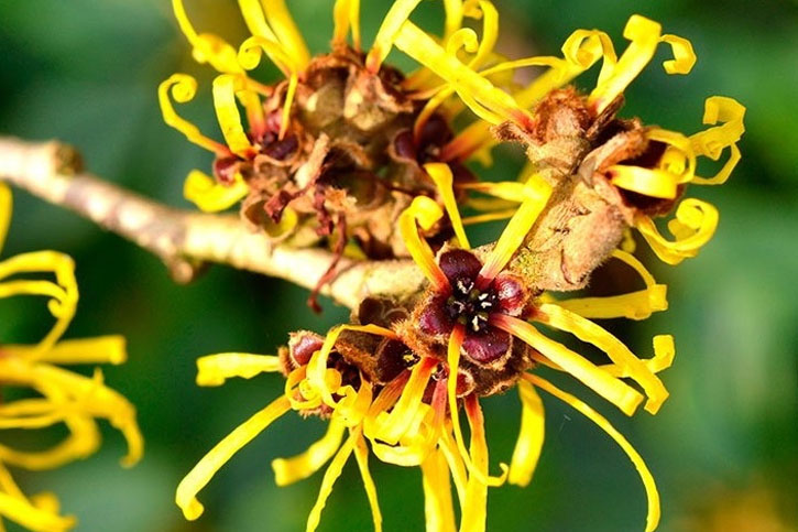  HAMAMELIS HYDROLATE 