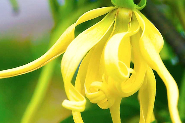 ACEITE ESENCIAL DE YLANG ECOLÓGICO (Ylang Essential Oil)