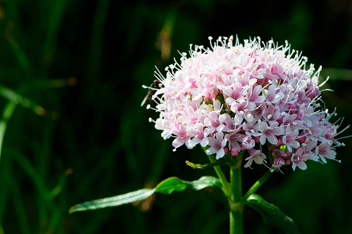 ACEITE ESENCIAL DE VALERIANA (Valerian Essential Oil)