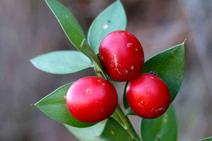 RUSCUS ROOT EXTRACT
